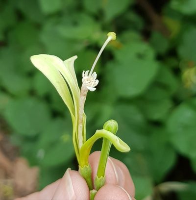 Turraea floribunda, photographed by Margaret Burger