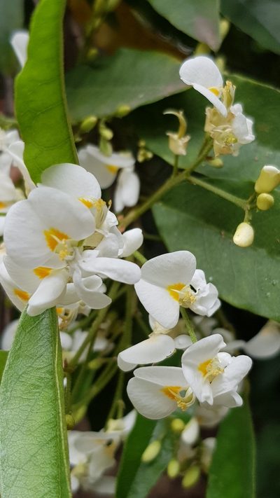 Bracteolaria racemosa, photographed by Margaret Burger