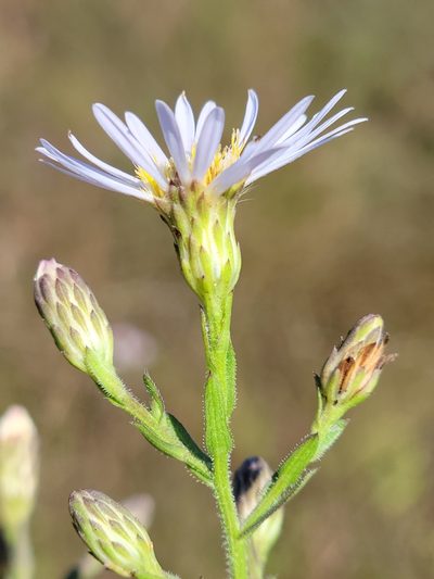 Symphyotrichum fontinale, photographed by Jay Horn
