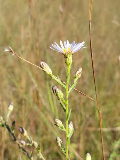 Symphyotrichum fontinale, photographed by Jay Horn