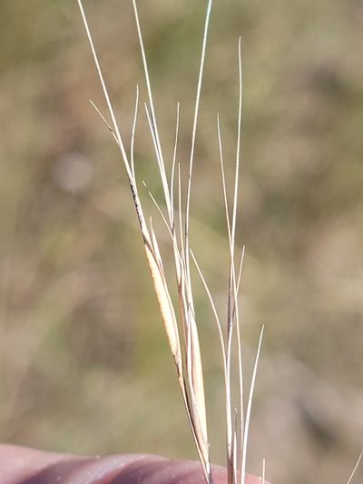 Aristida patula, photographed by Jay Horn