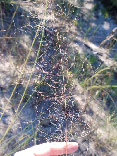 Muhlenbergia sericea, photographed by Jay Horn