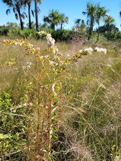 Solidago tortifolia, photographed by Jay Horn