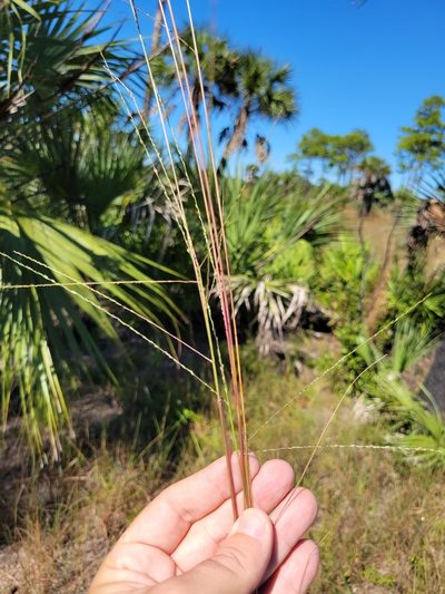 Digitaria villosa, photographed by Jay Horn
