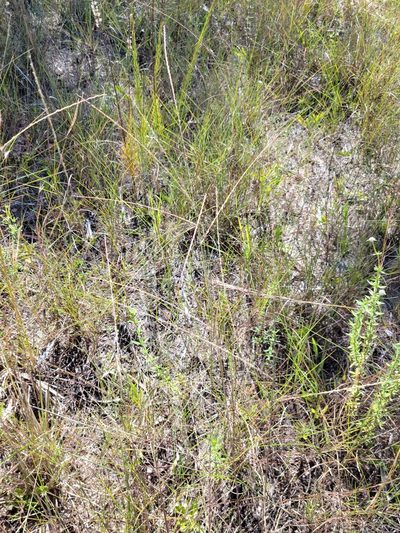 Digitaria villosa, photographed by Jay Horn