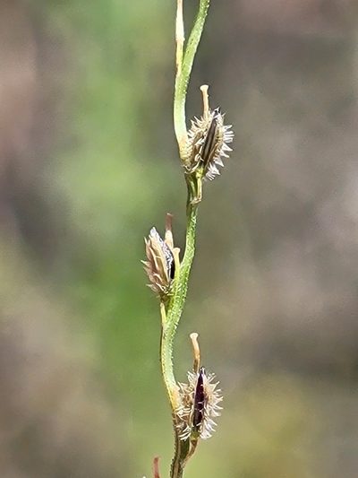 Digitaria villosa, photographed by Jay Horn