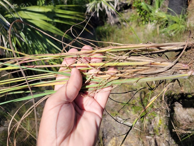 Digitaria villosa, photographed by Jay Horn