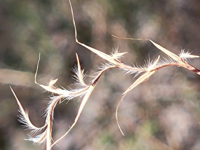 Schizachyrium rhizomatum, photographed by Jay Horn