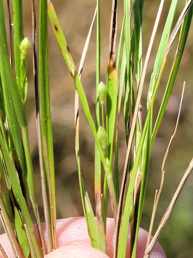 Dichanthelium arenicoloides, photographed by Jay Horn