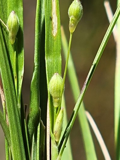 Dichanthelium arenicoloides, photographed by Jay Horn