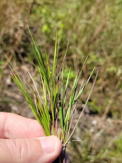 Dichanthelium arenicoloides, photographed by Jay Horn