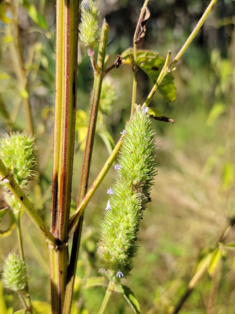 Cantinoa americana, photographed by Jay Horn