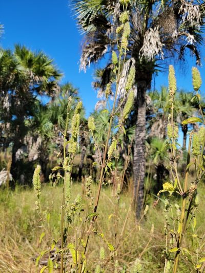 Cantinoa americana, photographed by Jay Horn