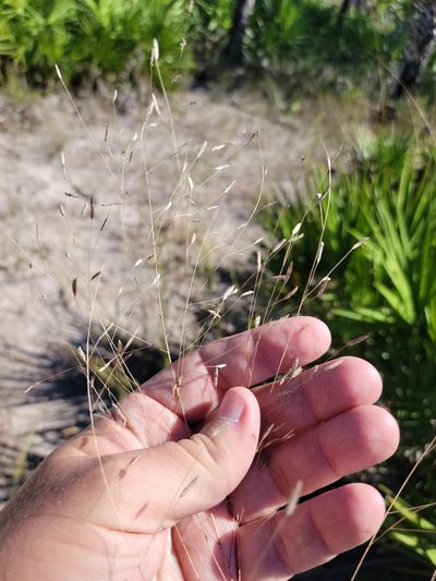 Eragrostis elliottii, photographed by Jay Horn
