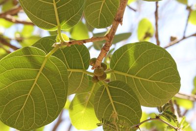 Ficus cotinifolia, photographed by Viacheslav Shalisko