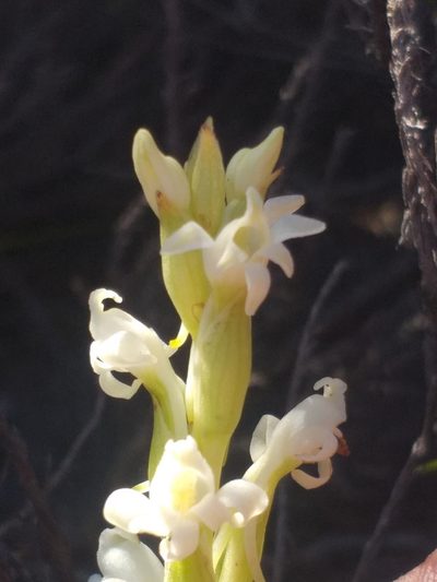 Satyrium stenopetalum, photographed by kevin koen