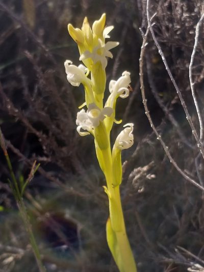 Satyrium stenopetalum, photographed by kevin koen