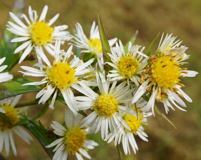 Symphyotrichum lanceolatum, photographed by Patrick Hacker