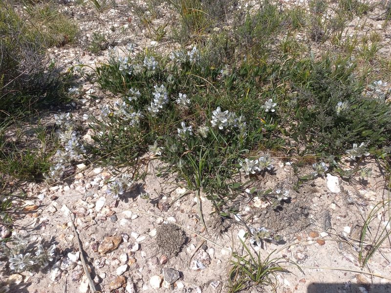 Psoralea lancifolia, photographed by Brian du Preez
