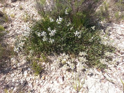 Psoralea lancifolia, photographed by Brian du Preez