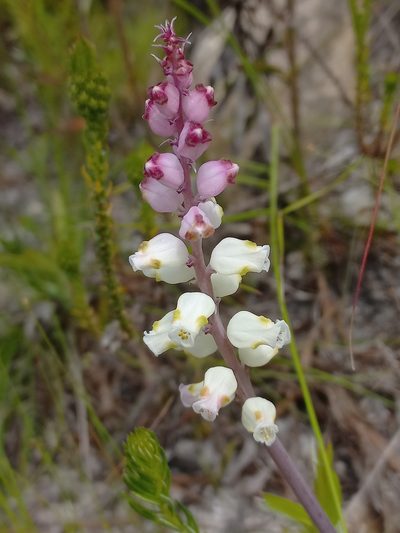 Lachenalia peersii, photographed by Brian du Preez