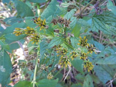 Verbesina occidentalis, photographed by Ryan Watson