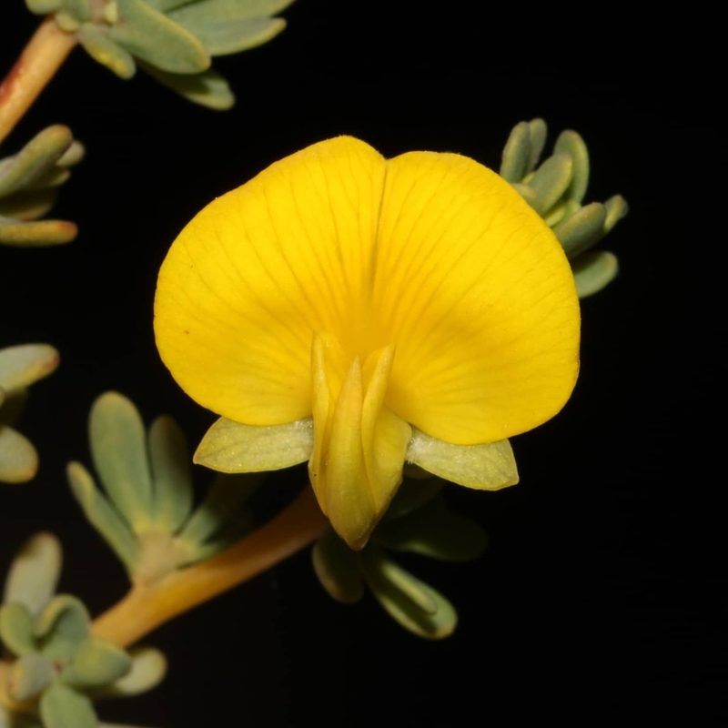 Aspalathus sulphurea, photographed by Brian du Preez
