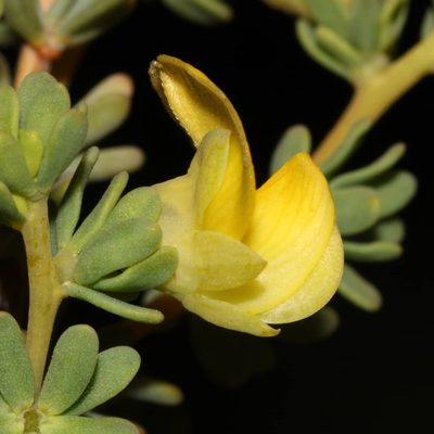 Aspalathus sulphurea, photographed by Brian du Preez