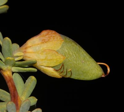 Aspalathus sulphurea, photographed by Brian du Preez
