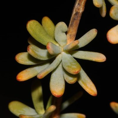 Aspalathus sulphurea, photographed by Brian du Preez