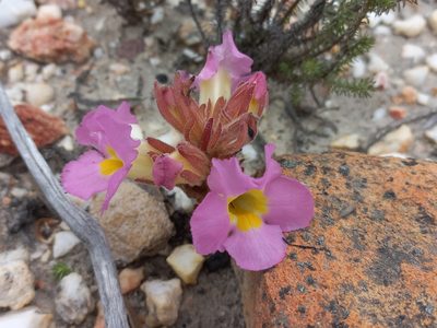 Harveya purpurea, photographed by Brian du Preez