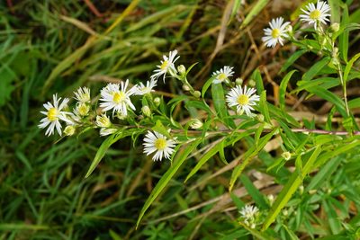 Symphyotrichum lanceolatum, photographed by Patrick Hacker