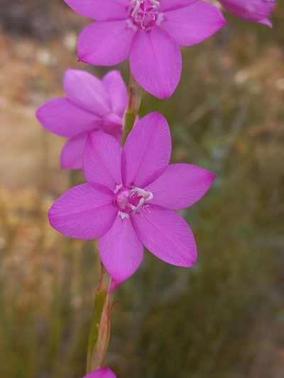 Watsonia marginata, photographed by Brian du Preez