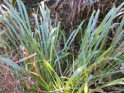 Tripsacum dactyloides, photographed by Ryan Watson
