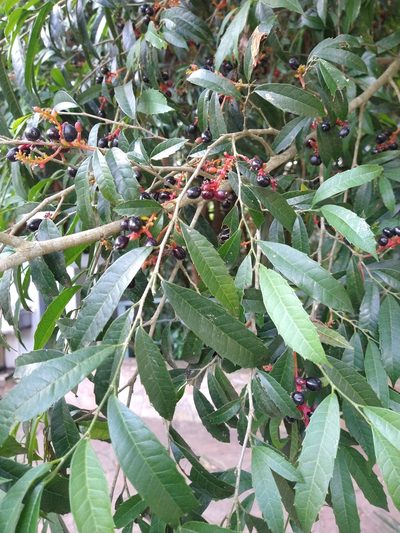 Sorocea bonplandii, photographed by Bruno Henrique Aranda