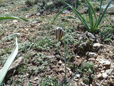 Fritillaria lusitanica, photographed by Andreas Taeger