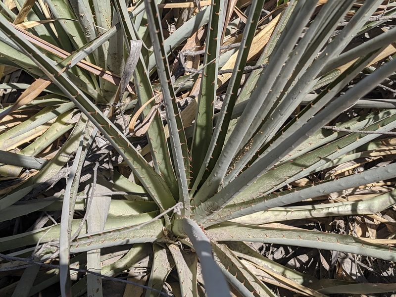 Puya cylindrica, photographed by Zoltán Stekkelpak