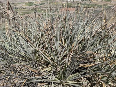 Puya cylindrica, photographed by Zoltán Stekkelpak