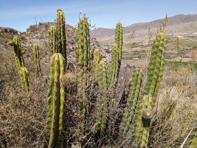 Corryocactus brevistylus, photographed by Zoltán Stekkelpak