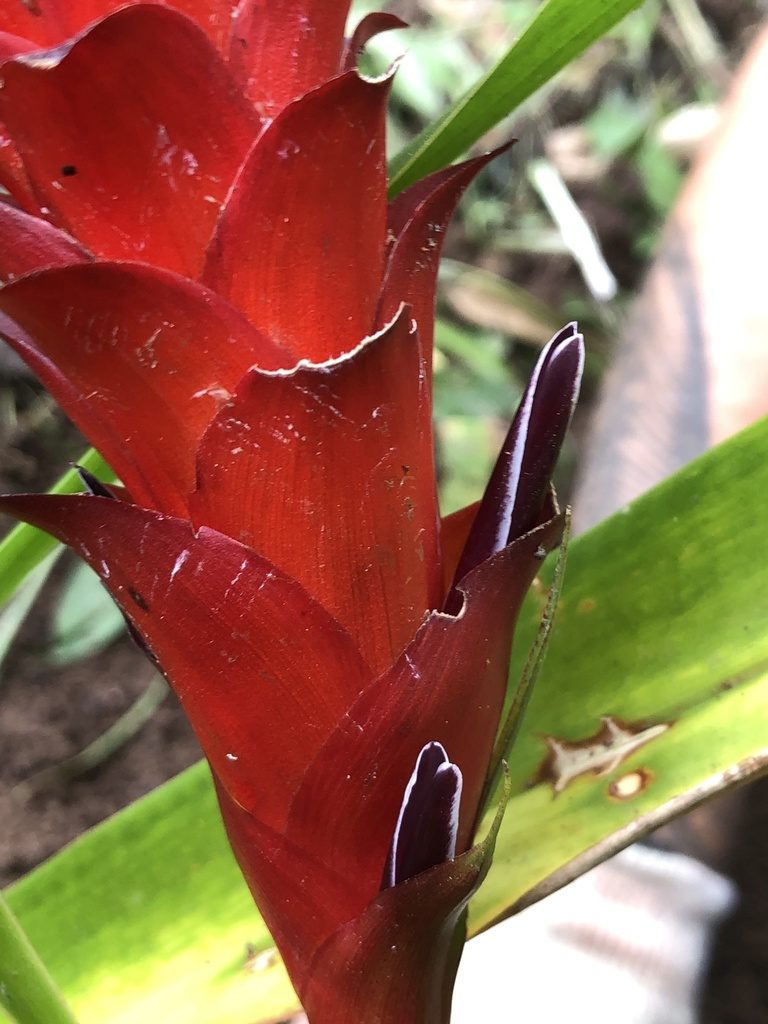 Pitcairnia hitchcockiana, photographed by Skjold Søndergaard
