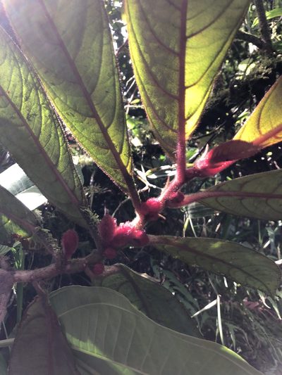 Columnea inaequilatera, photographed by Skjold Søndergaard
