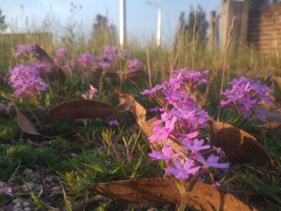 Verbena selloi, photographed by Juan Manuel Barreneche