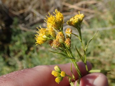 Euthamia occidentalis, photographed by joergmlpts