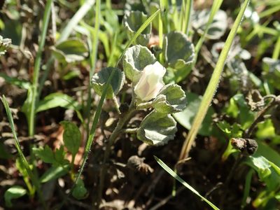 Malvella leprosa, photographed by joergmlpts