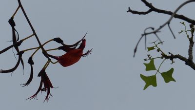 Erythrina vespertilio, photographed by Marilyn Connell