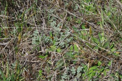 Acaena caesiiglauca, photographed by Ed Wilson