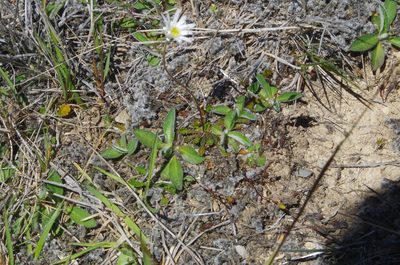 Brachyscome sinclairii, photographed by Ed Wilson