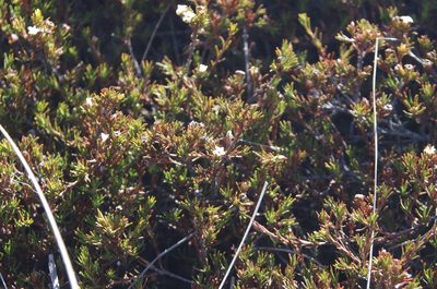 Dracophyllum pronum, photographed by Ed Wilson