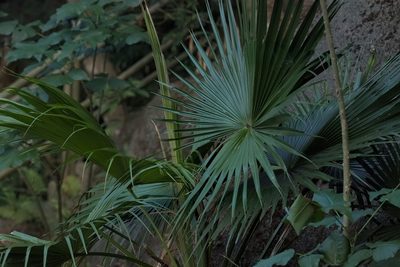Livistona chinensis, photographed by portioid