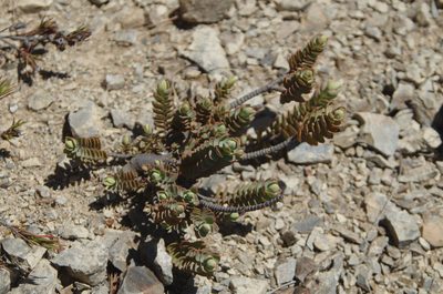 Veronica pinguifolia, photographed by Ed Wilson
